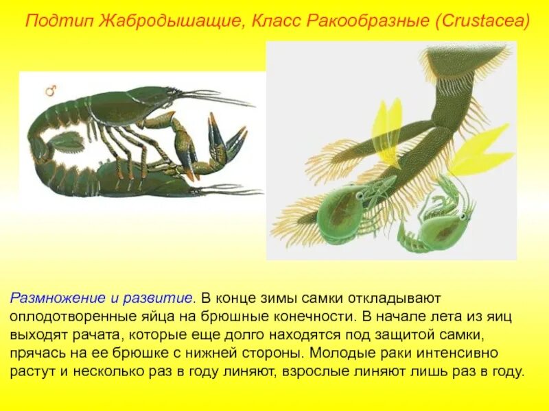 Какой тип развития характерен для речного рака. Размножение ракообразных. Подтип Жабродышащие класс ракообразные. Развитие крабообразных. Тип ракообразные размножение.