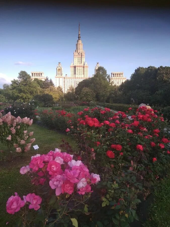 Ботанический сад мгу москва отзывы. Розы ботсад МГУ. Ботанический сад биологического факультета МГУ. Ботанический сад МГУ розарий. Ботанический сад МГУ воронцово.