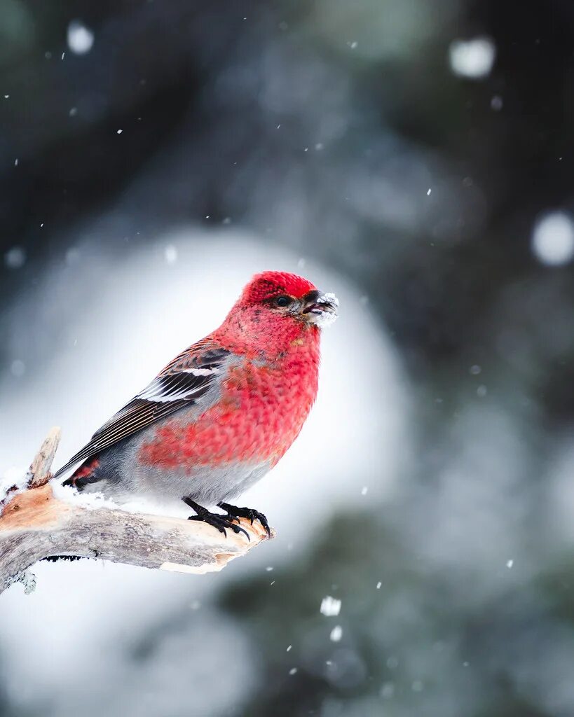 Красные зимние птицы. Красная птица зимой. Зимняя птица красного цвета. Зимняя птичка розовая. Птица с розовым брюшком.
