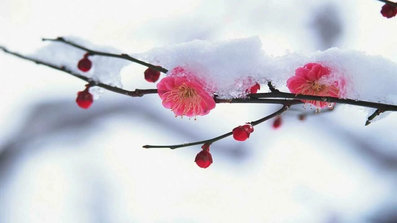 February first. Зимние цветы. Весенние картинки на рабочий стол. Цветы в снегу.