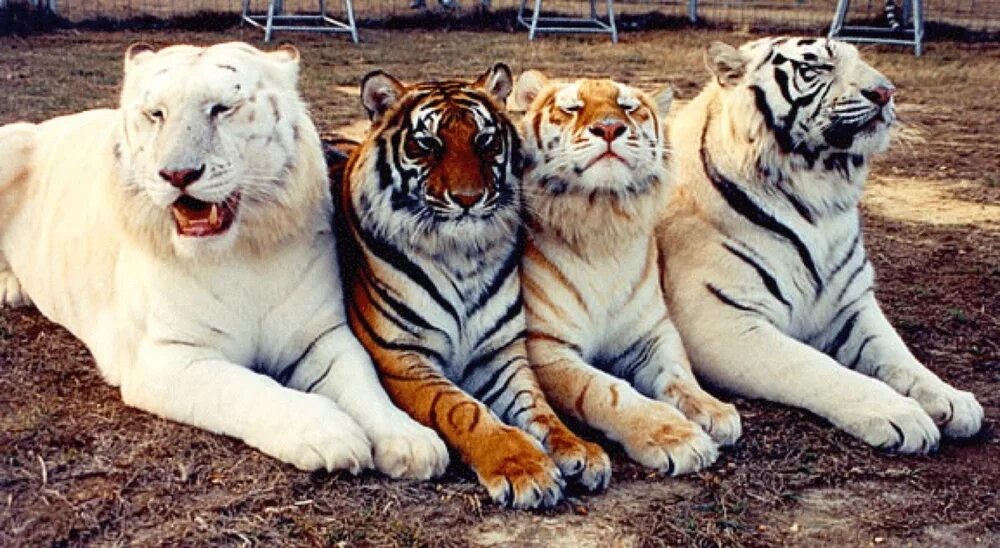 Золотой тигр альбинос. Бенгальский тигр альбинос. Золотой бенгальский тигр. Белый бенгальский тигр и Лигр.