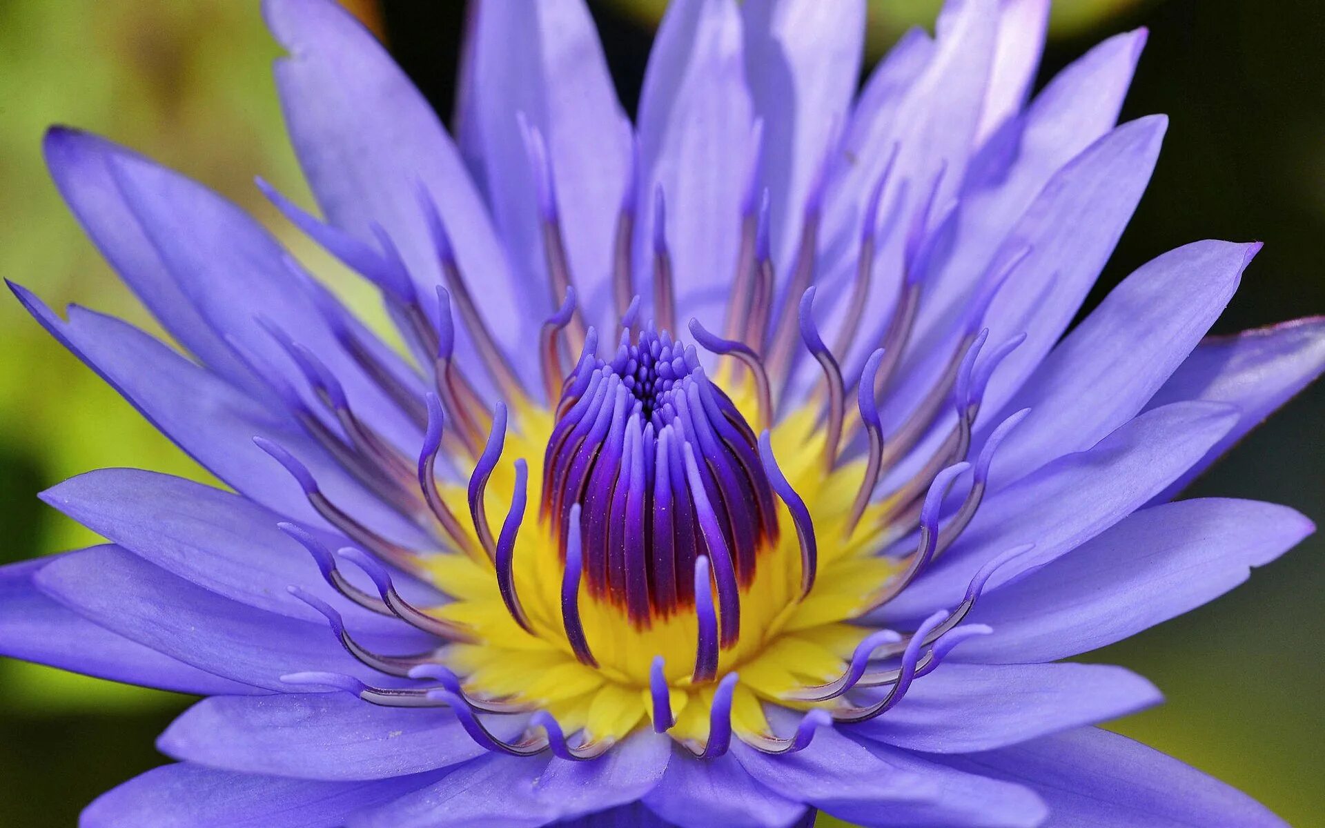 R flower