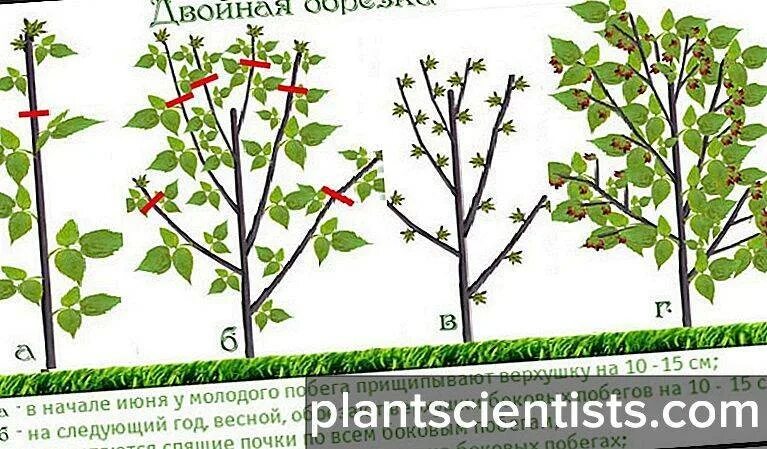 Обрезка малины схема. Обрезка малинового дерева весной. Как обрезать малиновое дерево весной. Весенняя обрезка малинового дерева.