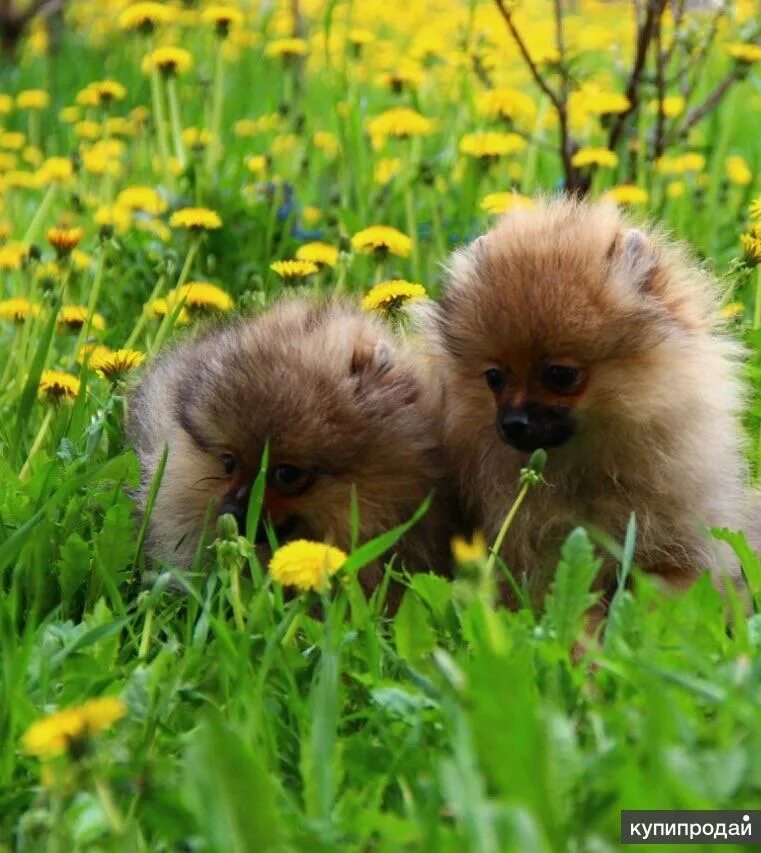 Шпиц щенок москва. Миниатюрный шпиц. Шпиц щенок москва. Карликовый шпиц медвежонок. Бумеранскийшпиц щенок.