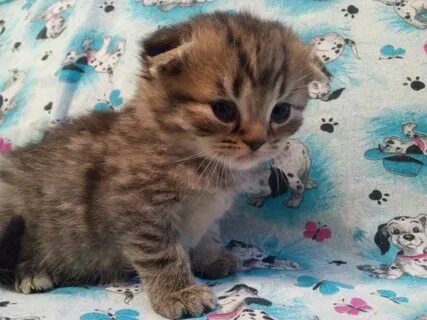 Котята за 1 рубль