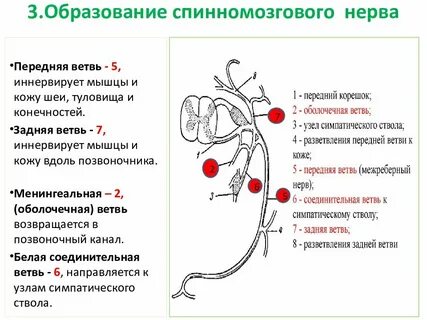 Задние ветви шейных спинномозговых нервов