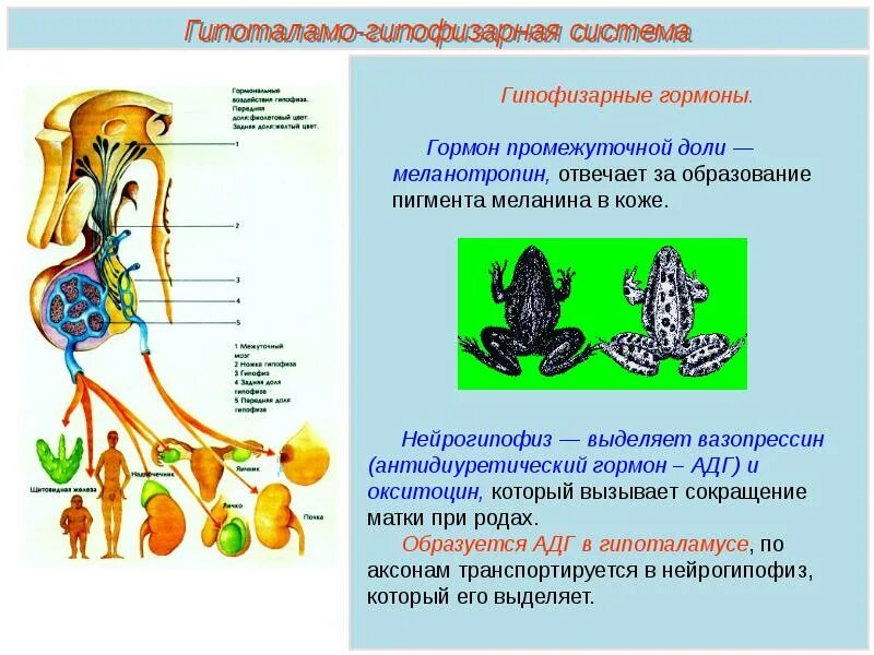 Функции эндокринной системы. Строение эндокринной системы. строение эндокринной системы презентация. задачи эндокринной системы. презентация строение и функции эндокринной системы..