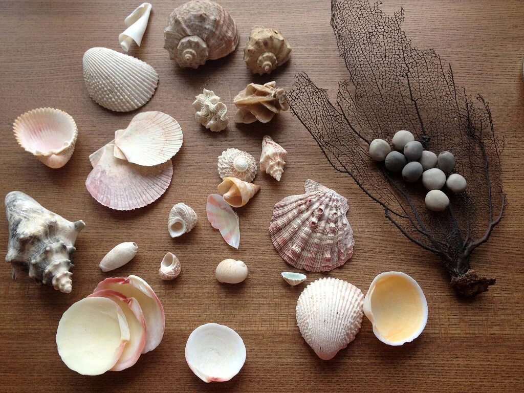 Коллекция ракушек. Морские камушки и ракушки. Коллекция морских ракушек. Коллекции камней ракушек для детей. Ракушка быстро