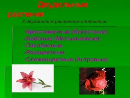 Растения которые относятся к двудольным растениям