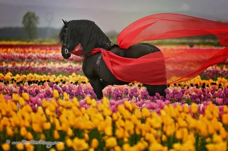 Beyond Vagabond Horses, Animals beautiful, Horse love
