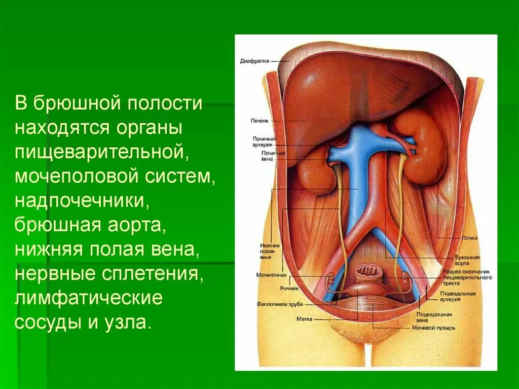 Какие органы расположены в нижней полости