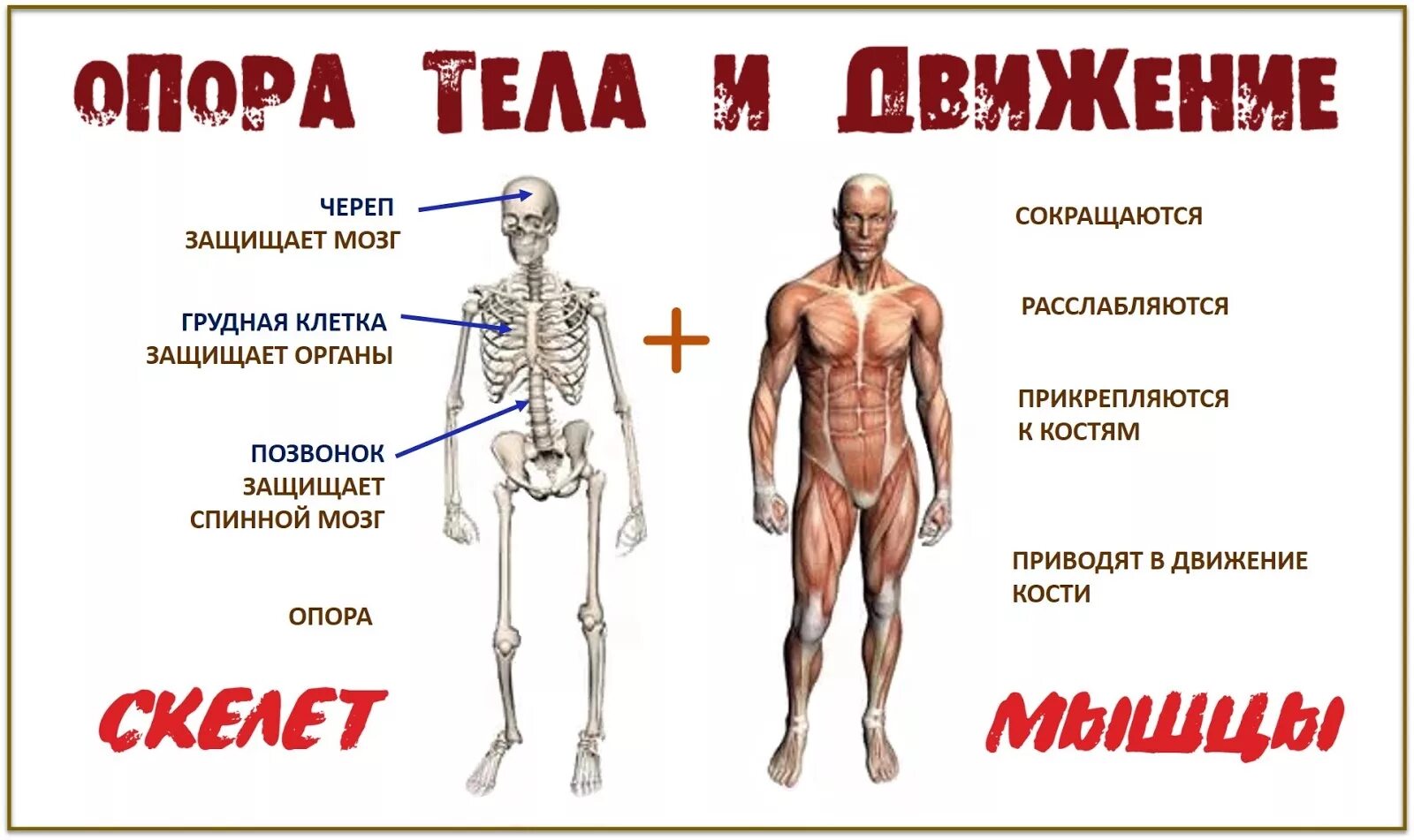 Опорно-двигательная система человека. Картинка мышцы человека для детей. Строение человека скелет и мышцы. Анатомия человека для детей. Человек 4 класс окружающий мир с названиями