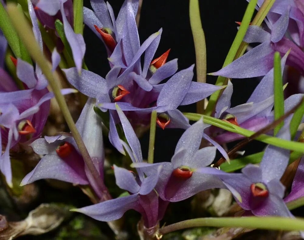 Орхидея дендробиум после цветения. Dendrobium hellwigianum. dendrobium parvulum. dendrobium линдели. дендробиум мелкоцветковый.