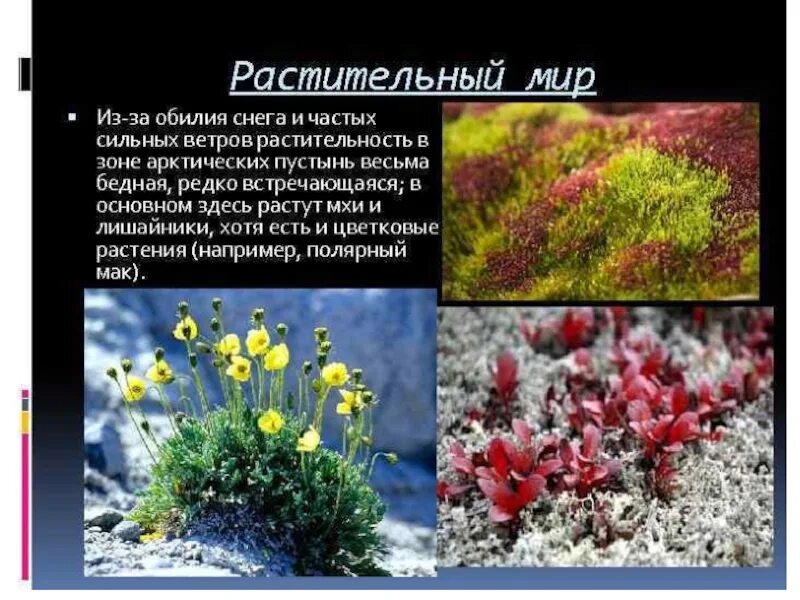 Выберите растения арктических пустынь. Полярный Мак арктических пустынь. Эфемеры тундры. Полярный Мак растет в Арктике. Растительный мир Арктики.