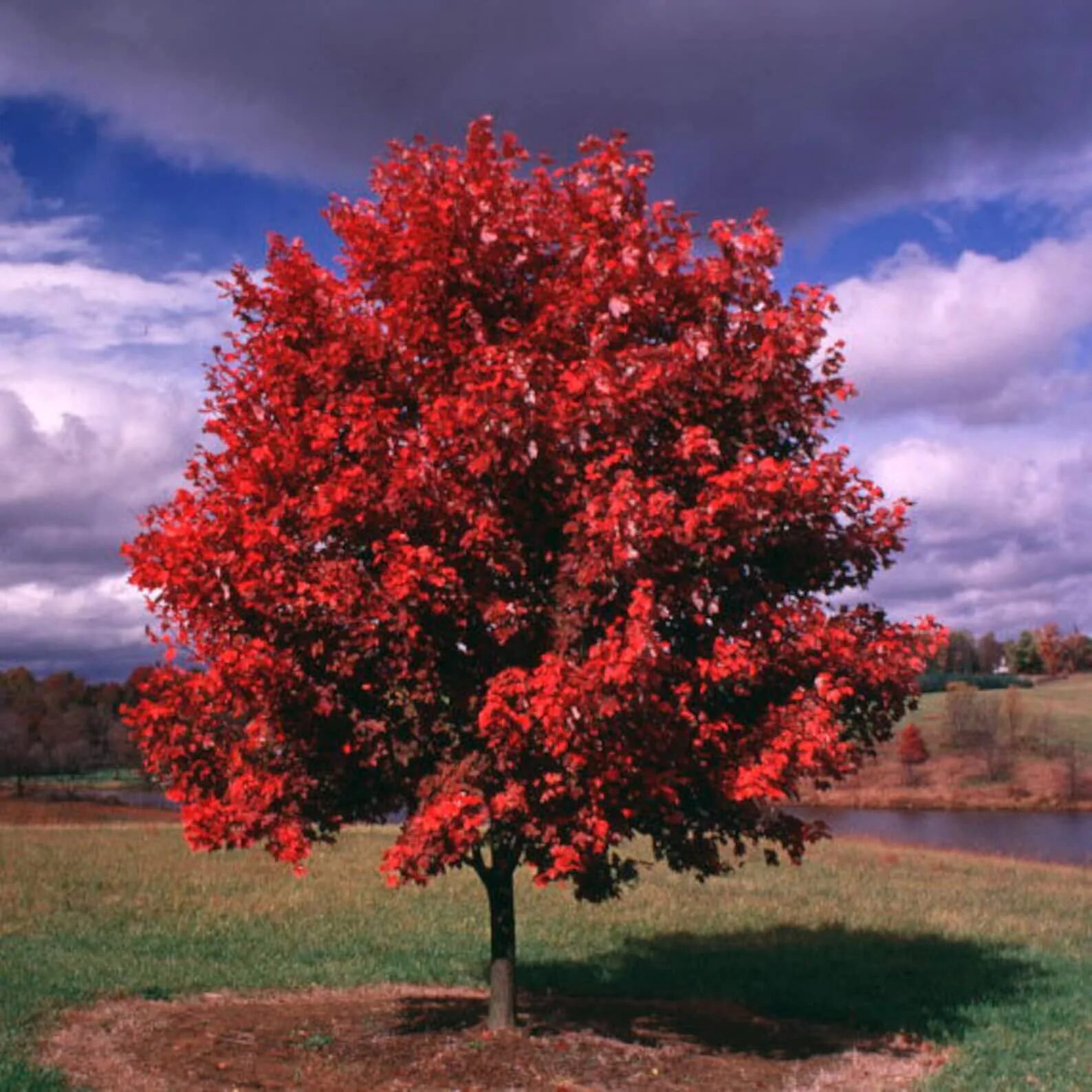 Дерево с красными листьями название. Клен красный Acer rubrum. Клен ред Сансет. Клен красный ред Сансет. Клен Октобер Глори.