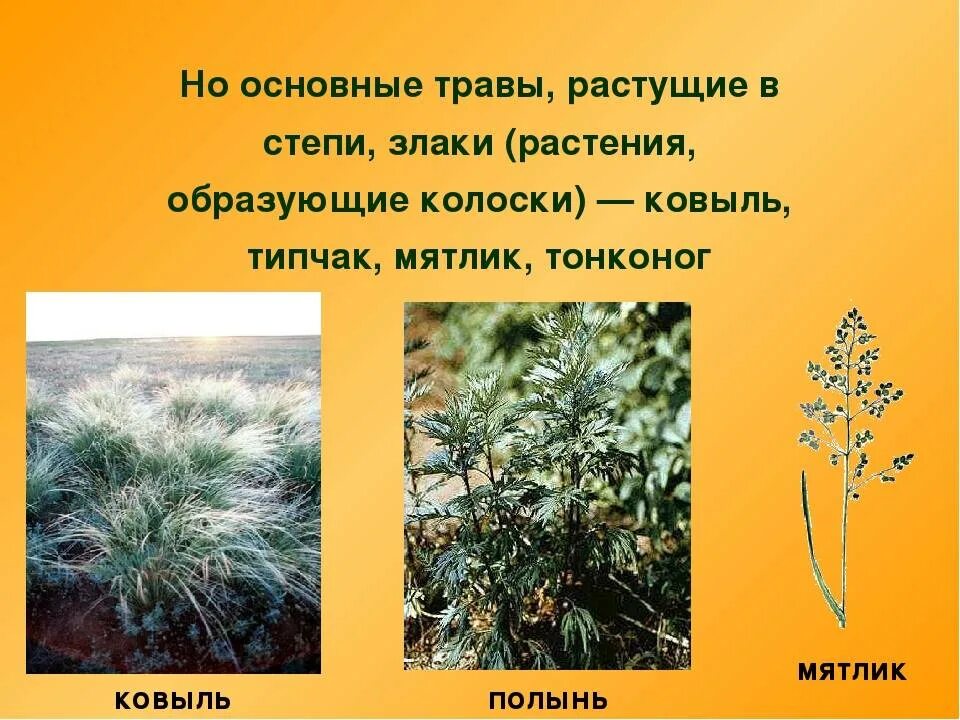 Ковыль, Типчак, мятлик. Растения степей России 8 класс. Растительный мир степи в России. Растения растущие в степи. Какие травы в степи