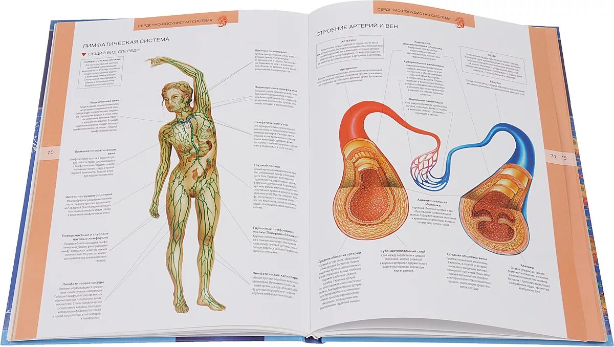 Атлас купить б. «Анатомия человека. Иллюстрированный атлас» (2006), Адольфо Касан. Анатомия человека v иллюстрированный атлас. Атлас анатомии строение тела человека. Большой атлас анатомия и физиология человека.