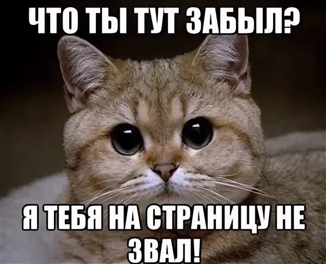 Кот димон. Кот димон