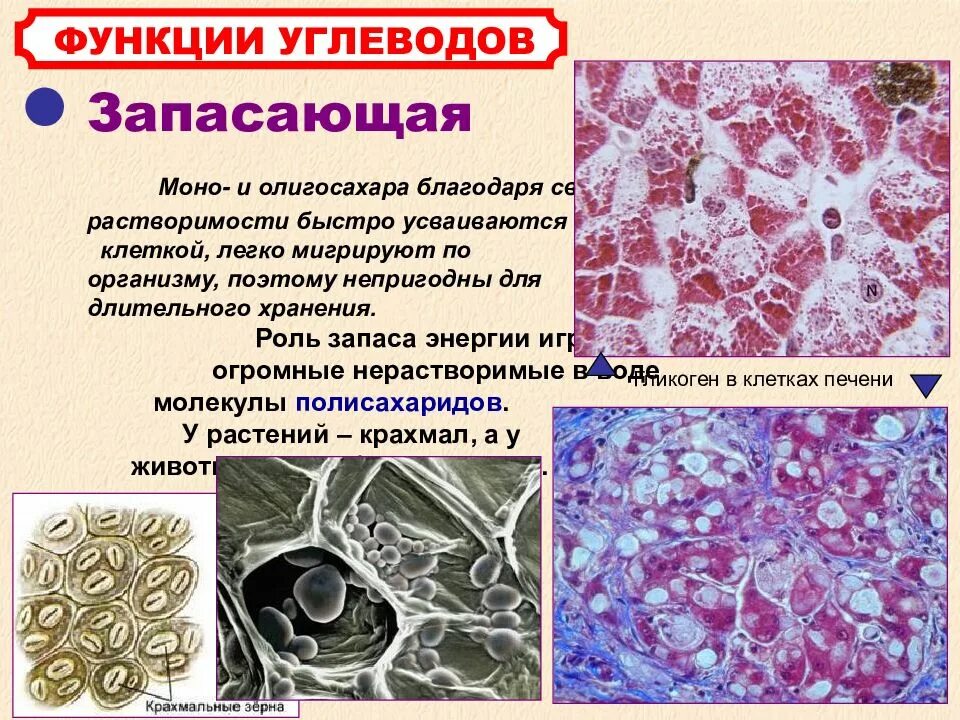 Запасающие углеводы