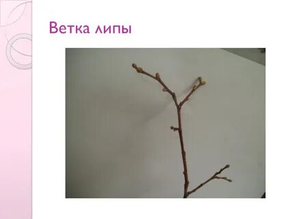 В исследовании ученый измерял параметры веток липы