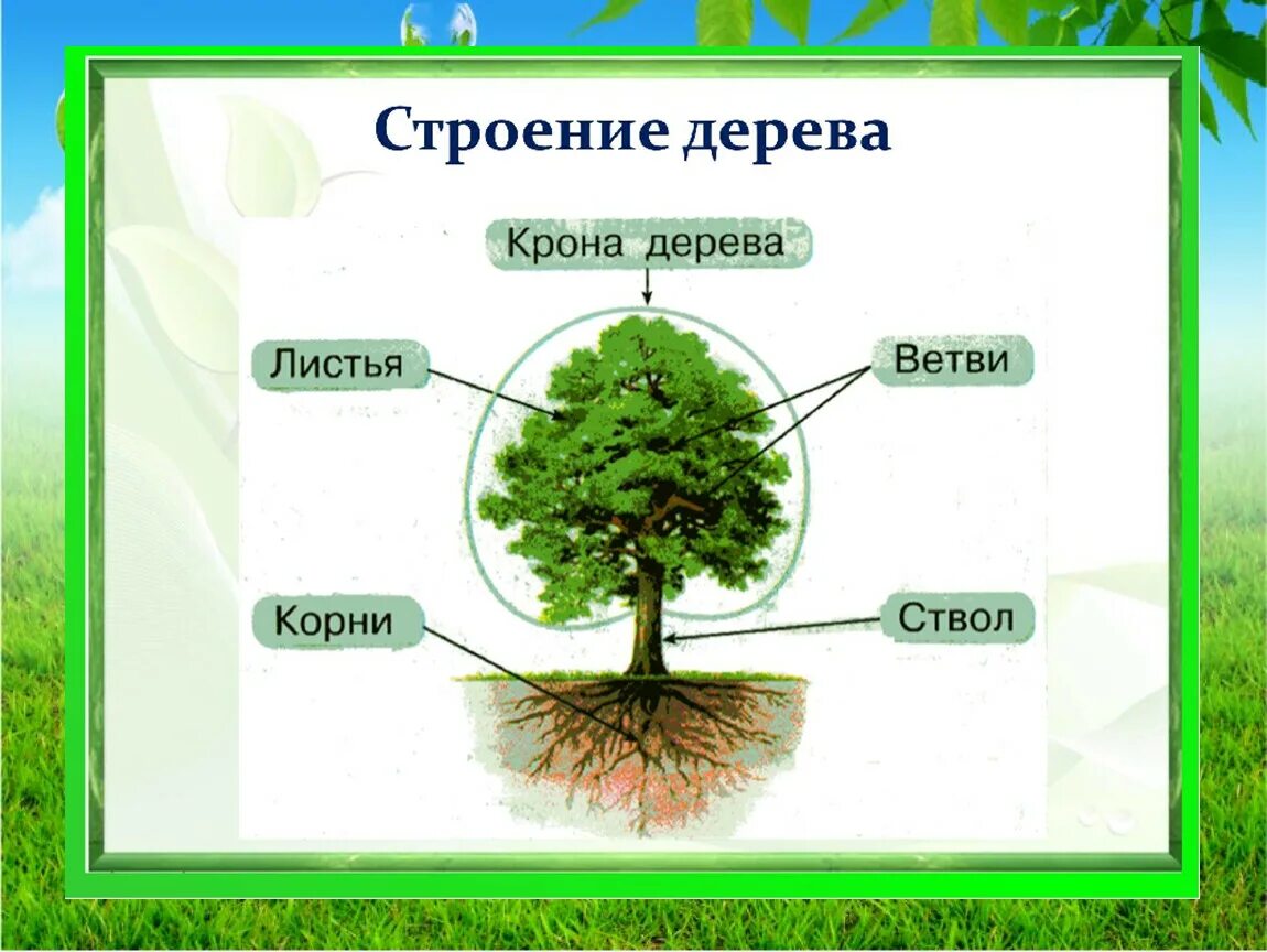 Дерево окружающий. Из каких частей состоит дерево. Строение дерева схема. Строение дерева для детей. Из чего состоит дерево для детей.