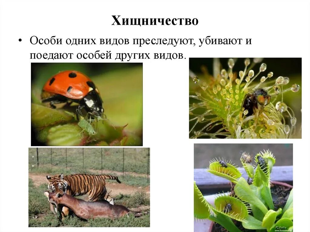 Хищничество какой фактор среды. Примеры хищничества в природе. Хищничество между растениями. Хищничество Тип взаимоотношений. Хищничество примеры.