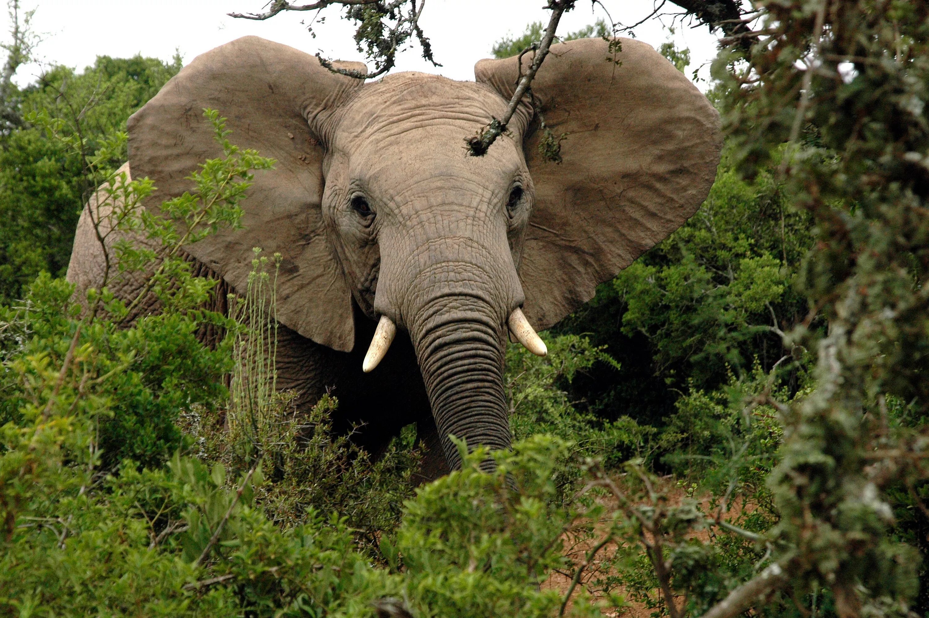 Сколько диких слонов. Саванный Африканский слон Африки. Афринский Лесной слон. Саванновый Африканский слон. Африканский Лесной слон и саванный.