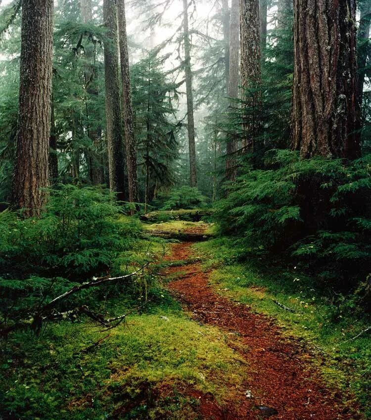 Italy, into the forest Forest, Tree, Italy