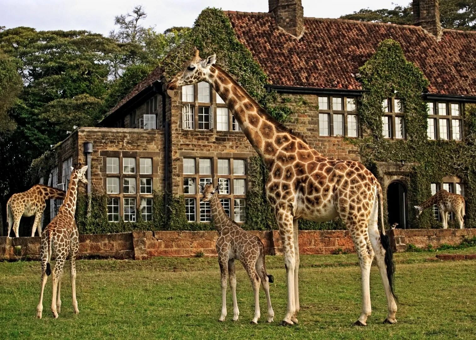 Бутик отель giraffe manor. Giraffe manor (усадьба жирафов), кения. Поместье жирафов (giraffe manor),. Поместье жирафов (giraffe manor), кения. Отель giraffe manor, найроби, кения.
