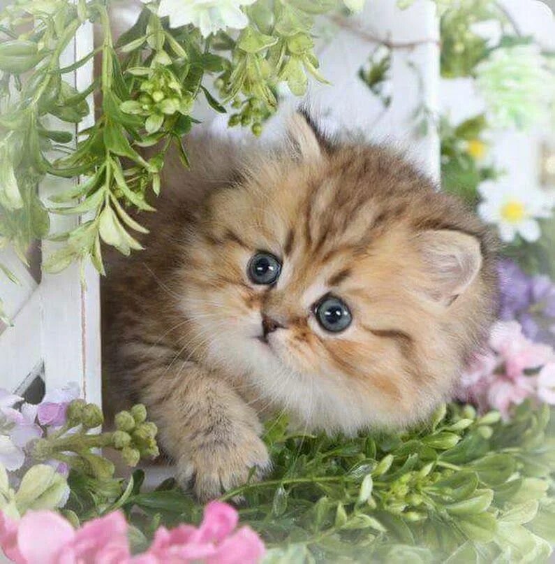 Когда день котят. Красивые котята. открытки с котятами. открытка «котики». красивые открытки с котиками.