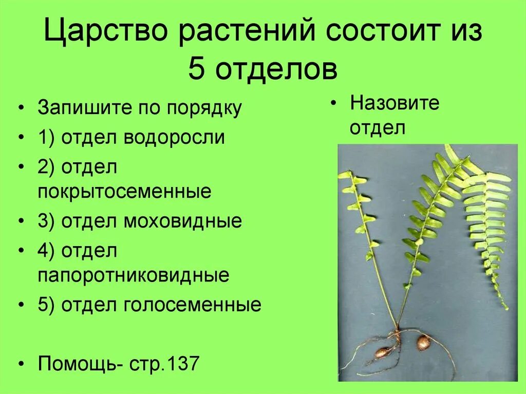 Какие существуют отделы растений. Отделы растений. Царство растений. Отделы растительного царства. Основные отделы царства растений.