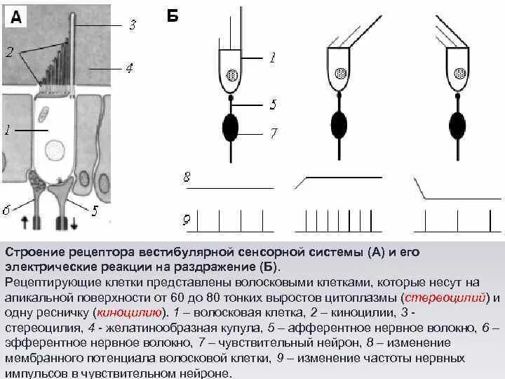 Строение рецептора. Строение рецепторов вестибулярной системы. Вестибулярная сенсорная система рецепторы. Вестибулярная сенсорная система строение.