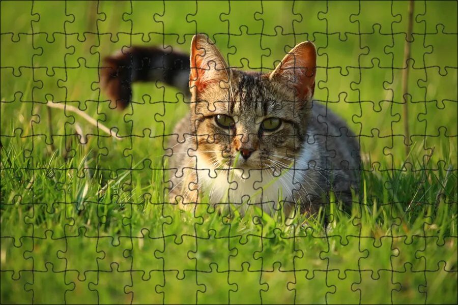 Grateful cat