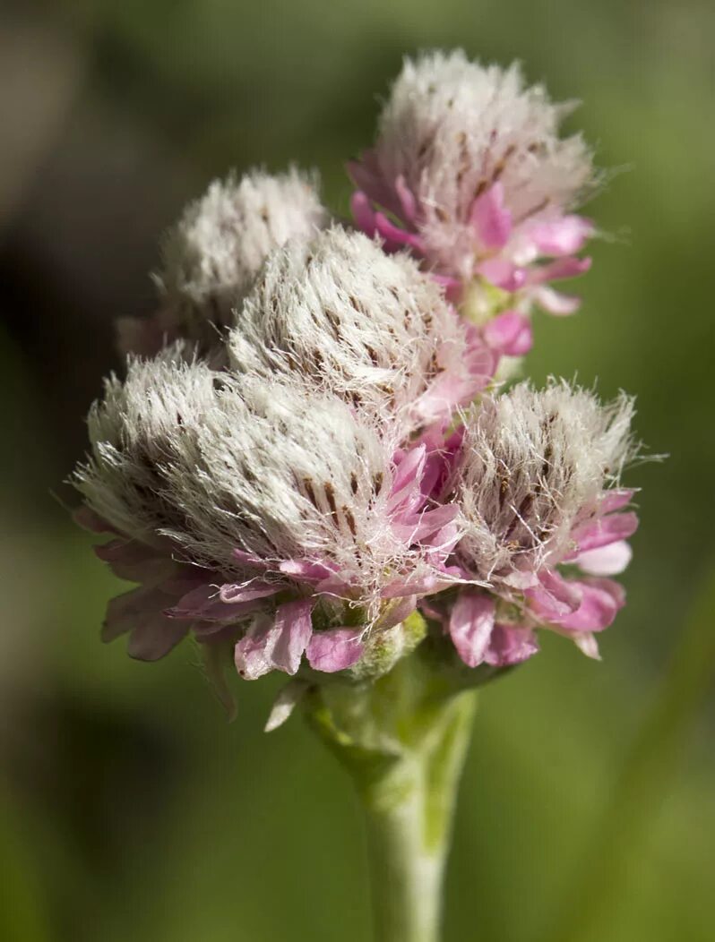 Антеннария двудомная Кошачья лапка. Кошачья лапка (Antennaria dioica). Антеннария (Кошачья лапка) двудомная rubra. Антеннария Альпийская. Какая кошачья лапка