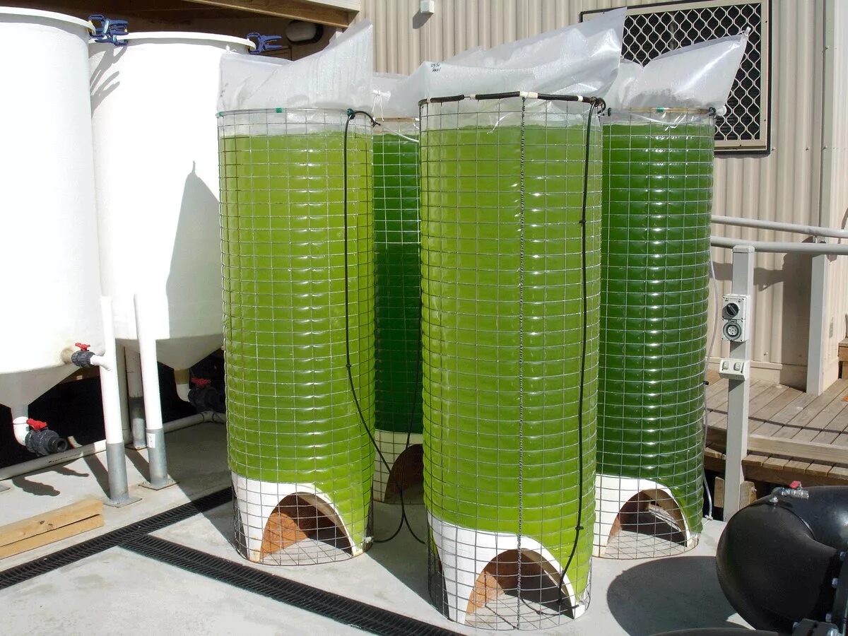 Технология водорослей. Фотобиореактор хлорелла. Трубчатые фотобиореакторы. Биореактор для хлореллы. Фотобиореактор для выращивания водорослей.