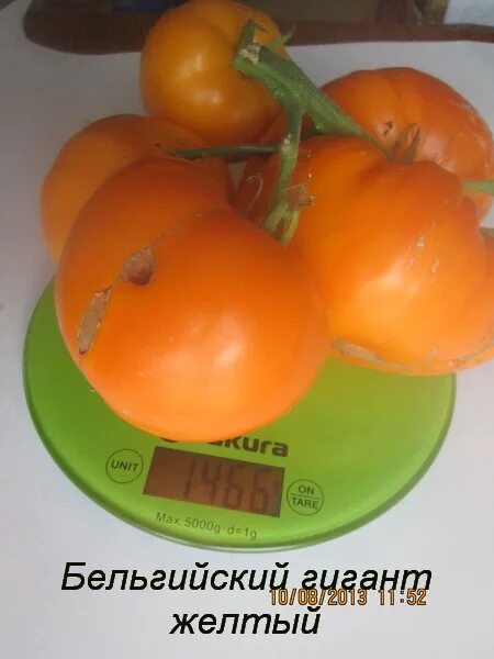 Гигант бельгии. Томат инжирный розовый. Сорт томата гигант бельгии. Томат гигант зизембургена. Томат розовый гигант.