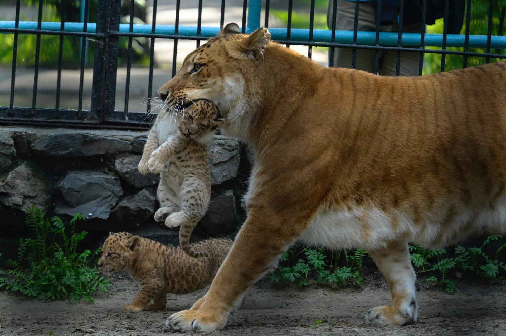 Liger uzbek tilida. Лигр гибрид Льва и тигра. Лигр смесь тигра и Льва. Лигр в Новосибирском зоопарке.