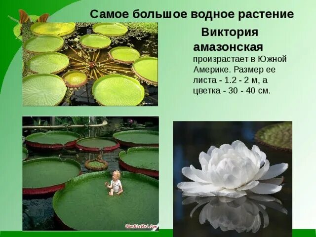 Растения рекордсмены презентация. Растения рекордсмены презентация. Презентацию самые самые растения. Доклад о необычном растении. Растения рекордсмены презентация.