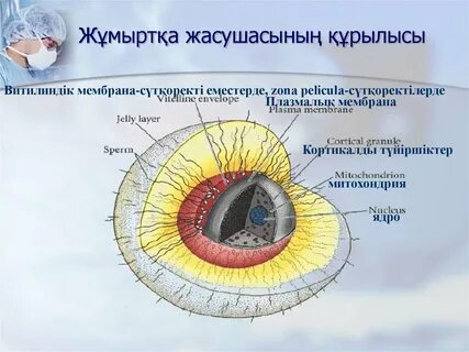 Орыс лесбиянки порно соратын әтеш