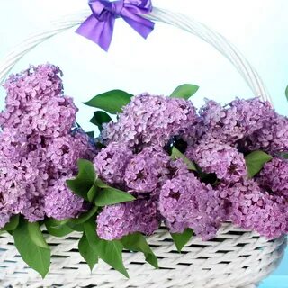 Букет сирени песня