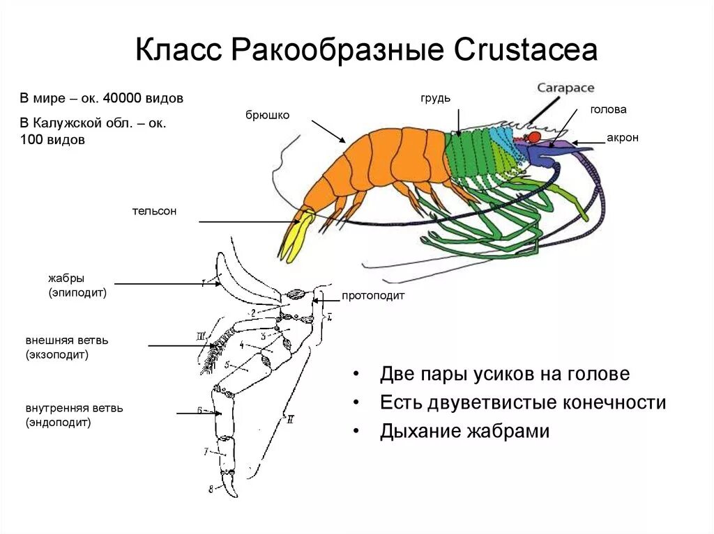 Конечности брюшка ракообразных. Строение двуветвистой конечности ракообразных. строение ног ракообразных. внутреннее строение креветки схема. внутреннее строение креветки.