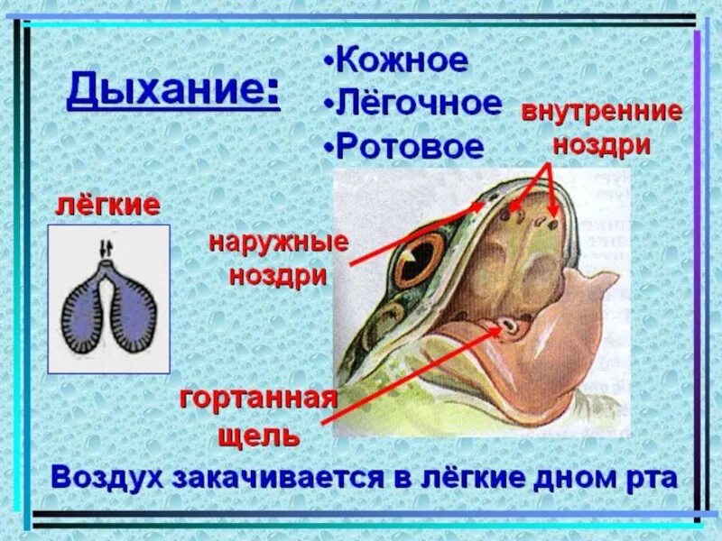 Дыхание лягушки в воде. Легкие земноводных. Дыхательная система земноводных. Легкие амфибий. Органы дыхания земноводных.