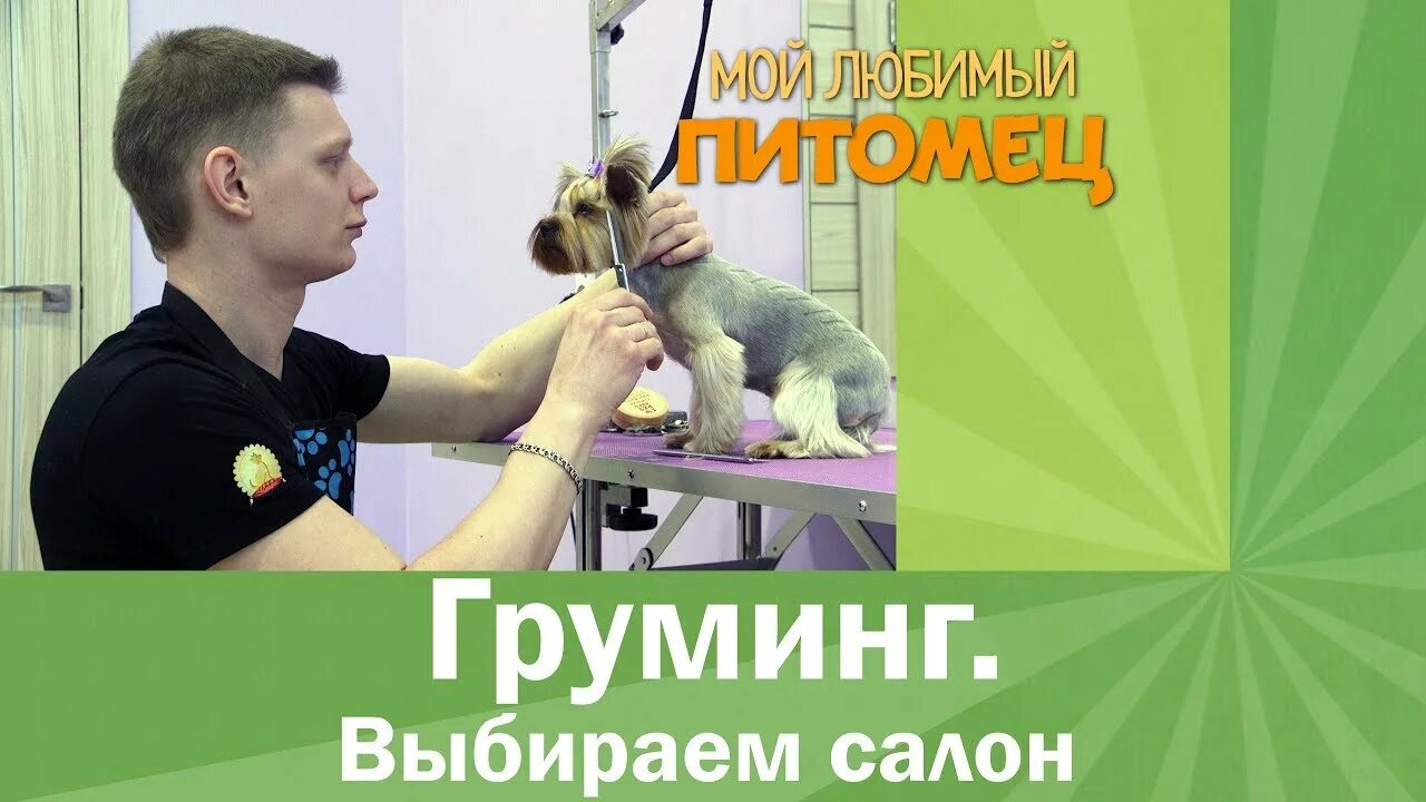 Груминг с нуля. Happy Pet, зоосалон. Pet Corner зоосалон. Как стригут в зоосалоне Happy Pet видео.