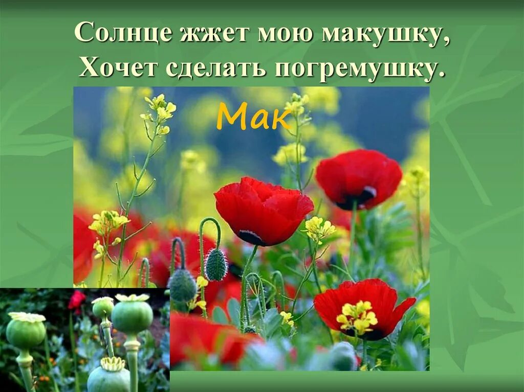 Солнце жжет. Солнце жжет мою макушку хочет сделать погремушку. загадка солнце жжет мою макушку хочет сделать погремушку ответ. солнце жжет мою макушку хочет сделать. одгатка к загатке солнце жжет моб мокушку хочем зделать погремуху.