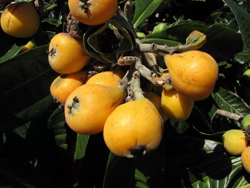 Какой фрукт не созревает в сочи манго. Унаби мушмула. Азгил мушмула. Мушмула дарахти. Мушмула Азербайджанская.