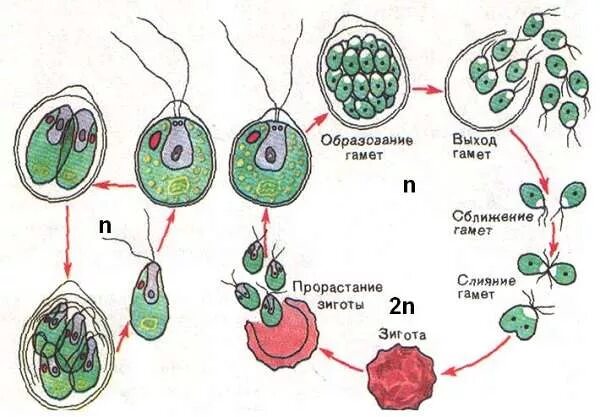 Хромосомы водорослей. Размножение хламидомонады схема 13. Цикл полового размножения хламидомонады. Этапы жизненного цикла хламидомонады. Жизненный цикл водорослей хламидомонада ЕГЭ.