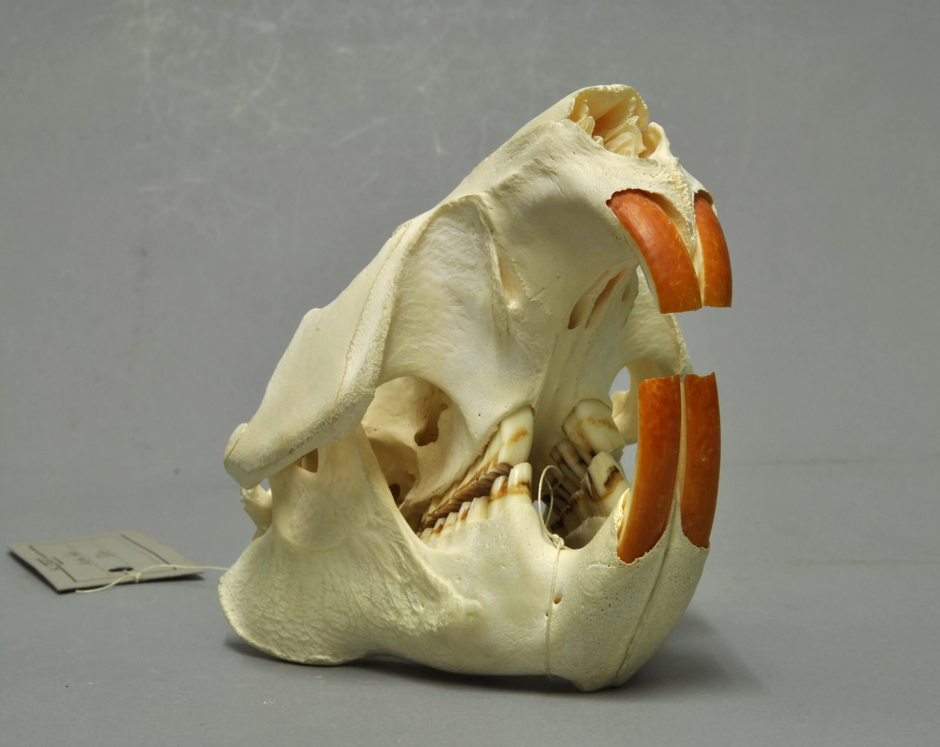 Какие зубы у грызунов. Обыкновенный Бобр череп. Обыкновенный Бобр скелет.
