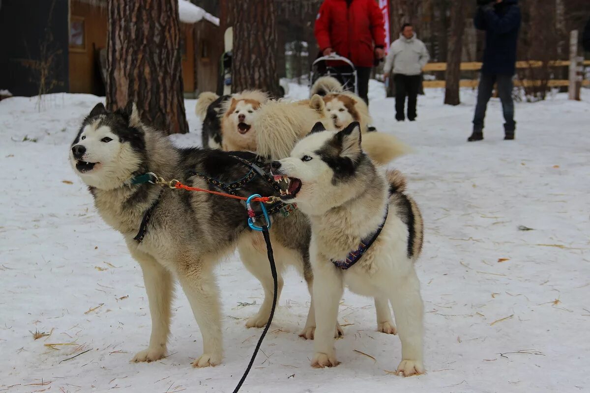 серебро севера питомник хаски тольятти. серебро севера питомник хаски тольятти. серебро севера питомник хаски тольятти. деревня ездовых собак серебро севера. хаски тольятти ягодное экскурсия.