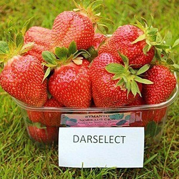 БОЛЬШОЙ ОБЗОР КЛУБНИКИ "ДАРСЕЛЕКТ" Дневник Стрижаковой Елены Дзен