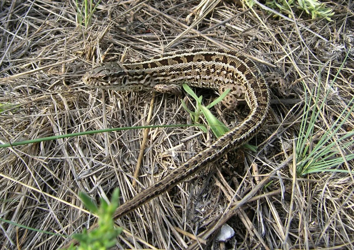 Прыткая ящерица сердце. Прыткая ящерица Lacerta Agilis. Ящерица прыткая (Lacerta Agilis Linnaeus). Ящерица прыткая (лат. Lacerta Agilis). 2. Ящерица прыткая - Lacerta Agilis.